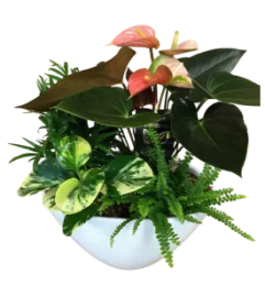 Tropical Anthurium Mixed Planter. An arrangement by Loyalist Flowers.