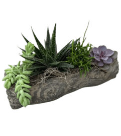 Log planter with Succulents. An arrangement by Nicol Florist. Log planter with Succulents. An arrangement by Nicol Florist.