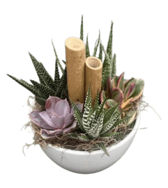 Succulent plants in a white Kitty Bowl. An arrangement by Nicol Florist. Succulent plants in a white Kitty Bowl. An arrangement by Nicol Florist.