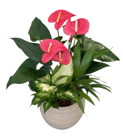 Medium Cream Cresta Tropical Planter. An arrangement by Nicol Florist. Medium Cream Cresta Tropical Planter. An arrangement by Nicol Florist.