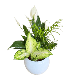 Peace Lily in white Planter. An arrangement by Nicol Florist. Peace Lily in white Planter. An arrangement by Nicol Florist.