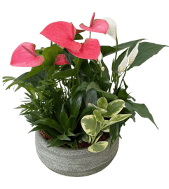 Anthurium Tropical Garden. An arrangement by Nicol Florist. Anthurium Tropical Garden. An arrangement by Nicol Florist.
