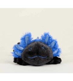 Junior Black Axolotl. An arrangement by Love Floral.