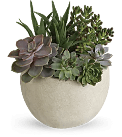Succulent planter. An arrangement by Fresh Cut Bouquets.