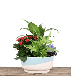 Noelle 8 ceramic. An arrangement by Balloon Bouquets Plus.