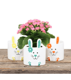 Bunny with Kalanchoe Plant 2.25 Pot. An arrangement by Balloon Bouquets Plus.