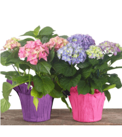 Beautiful Blooming Hydrangea 6 Plant. An arrangement by Balloon Bouquets Plus.