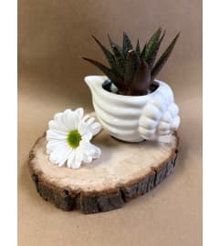 Succulent plant - Conch Shell. An arrangement by Deer Valley Florist and Flower Delivery.