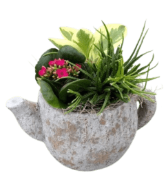Concrete Mixed Tropical Tea Pot. An arrangement by Lori's Hearts and Flowers.