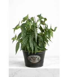 10 White Maculata Begonia. An arrangement by Lori's Hearts and Flowers.