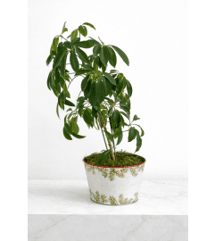 8 Umbrella Plant. An arrangement by Lori's Hearts and Flowers.