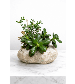 Rock Garden Succulent Planter. An arrangement by Anderson Flowers.