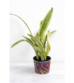 6 Snake Plant (Sansevieria). An arrangement by Lori's Hearts and Flowers.