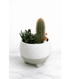 Nautical Cacti Planter. An arrangement by Lori's Hearts and Flowers.
