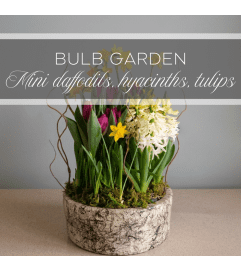 Bulb Garden Mini Daffodils, Hyacinths, tulips. An arrangement by The Greenhouse Florist.