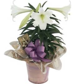 Lily Plant. An arrangement by Flower Buds Florist PEI.