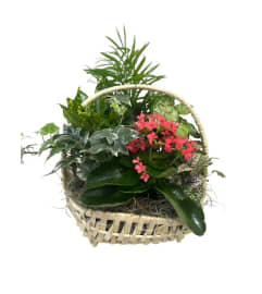 Tropical Mix Basket. An arrangement by My Secret Garden. Tropical Mix Basket. An arrangement by My Secret Garden.