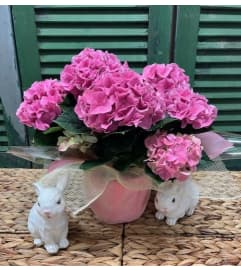 Easter/Spring Hydrangea Plant. An arrangement by Forest Florist.