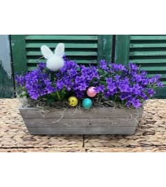 Spring/Easter Campanula Plant Rustic Garden Trug. An arrangement by Forest Florist.