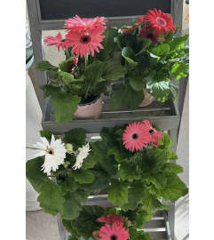 Gerbera Daisy Plant Assorted. An arrangement by Roma Flowers and Gifts. Gerbera Daisy Plant Assorted. An arrangement by Roma Flowers and Gifts.