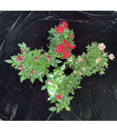 Roses Plant Assorted. An arrangement by Roma Flowers and Gifts. Roses Plant Assorted. An arrangement by Roma Flowers and Gifts.