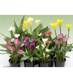 Classic Calla Lilly. An arrangement by Harriet's Flower and Gift Shop.