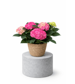 Easter Hydrangea Planter Basket. An arrangement by The Garden Gate Gifts and Florals.