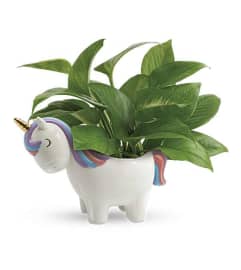 Teleflora's Peaceful Unicorn Pothos. An arrangement by Love Floral.