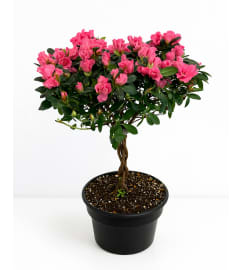 Azalea Tree in Premium Growers Pot. An arrangement by Lori's Hearts and Flowers.