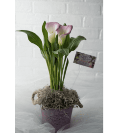 Pink Calla Lily. An arrangement by Brooklin Floral and Garden Shoppe Inc..