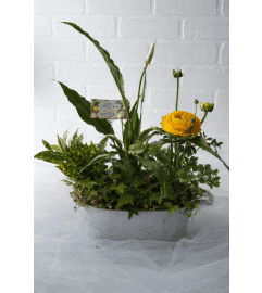 Ranunculus Garden Planter. An arrangement by Brooklin Floral and Garden Shoppe Inc..