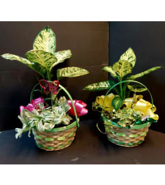 MIXED PLANTS. An arrangement by Grower Direct Acadia.