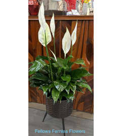 Large Peace Lily. An arrangement by Fellows Fernlea Flowers. Large Peace Lily. An arrangement by Fellows Fernlea Flowers.