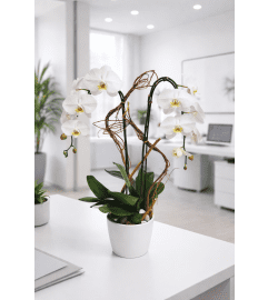 White Orchid Splendor. An arrangement by Brickell Glamour Flowers. White Orchid Splendor. An arrangement by Brickell Glamour Flowers.