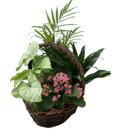 Braided Wicker Indoor Basket Planter. An arrangement by Forest Florist. Braided Wicker Indoor Basket Planter. An arrangement by Forest Florist.