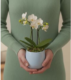Mini Orchid. An arrangement by Sophie's Flowers.