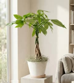Money tree in a pot. An arrangement by Sophie's Flowers.
