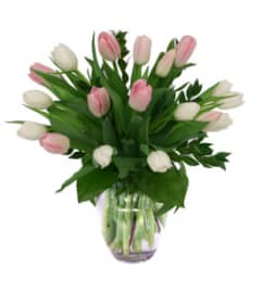 Pink and White Tulip Delight. An arrangement by Anderson Flowers. Pink and White Tulip Delight. An arrangement by Anderson Flowers.