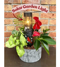 'By Design' Cardinal Solar light Planter. An arrangement by Flowers By Design. 'By Design' Cardinal Solar light Planter. An arrangement by Flowers By Design.