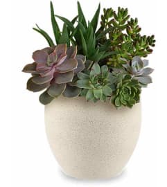 Modern Stone Succulent Garden. An arrangement by Serrano Flowers. Modern Stone Succulent Garden. An arrangement by Serrano Flowers.
