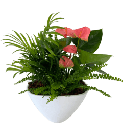 Medium Eileen White Planter Garden. An arrangement by Anderson Flowers. Medium Eileen White Planter Garden. An arrangement by Anderson Flowers.