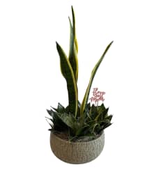 Sophisticated Sansevieria For Mom. An arrangement by Loyalist Flowers. Sophisticated Sansevieria For Mom. An arrangement by Loyalist Flowers.