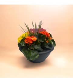 12 Outdoor Garden Begonia Bowl. An arrangement by Marianna's Flower Island.