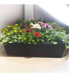 24 Outdoor Garden Floral Window Box. An arrangement by Marianna's Flower Island. 24 Outdoor Garden Floral Window Box. An arrangement by Marianna's Flower Island.