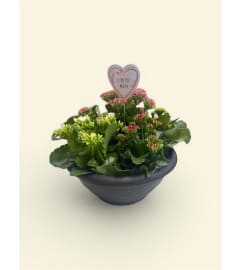 12 Kalanchoe Garden Bowl. An arrangement by Marianna's Flower Island.