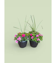 13 Mixed Patio Garden Planter. An arrangement by Marianna's Flower Island. 13 Mixed Patio Garden Planter. An arrangement by Marianna's Flower Island.
