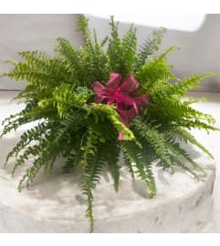 11 Boston Fern Hanging Basket. An arrangement by Marianna's Flower Island. 11 Boston Fern Hanging Basket. An arrangement by Marianna's Flower Island.