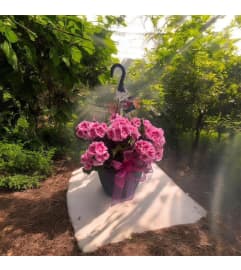 Geranium Hanging Baskets. An arrangement by Marianna's Flower Island. Geranium Hanging Baskets. An arrangement by Marianna's Flower Island.