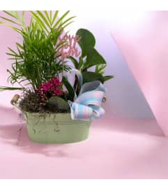 Sweet Spring Dish Garden. An arrangement by Marianna's Flower Island. Sweet Spring Dish Garden. An arrangement by Marianna's Flower Island.