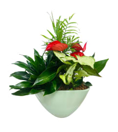 Sage Green Anthurium Planter. An arrangement by My Secret Garden.